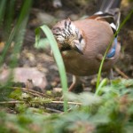 Jay01_6158