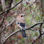 Jay01_6236
