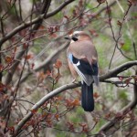 Jay01_6243