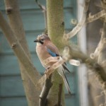 Jay01_6254