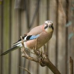 Jay01_6263