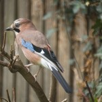 Jay01_6268