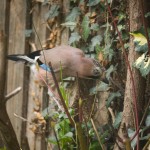 Jay01_6271