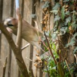 Jay01_6272