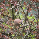Jay01_6279
